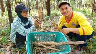 "มันเทียน" ของอร่อยใต้ดินลึก ขุด ขุด แล้วก็ขุด!! ทำของหวานอร่อยมาก