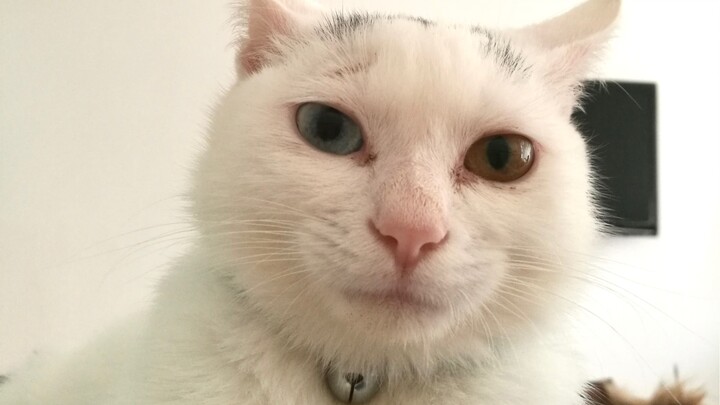 อย่าทิ้งแมวขี้เหร่ที่เจอ! เลี้ยงไว้เถอะ เดี๋ยวก็สวยเอง