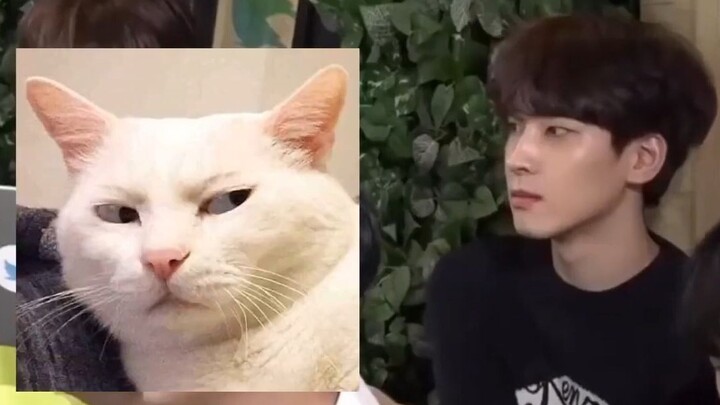 [All Wonwoo | Chinese Subtitles] The Most Human-Like Cat Among All Cats in the World: Cat Wonwoo