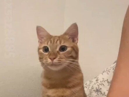 Mèo đực nhỏ có thể bám người đến mức nào