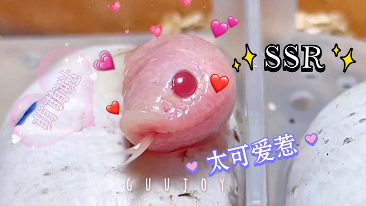 [Pig-nosed Snake] Piggy Hatches—An SSR Pink Fairy Cutie Squirms Out! {Unboxing}