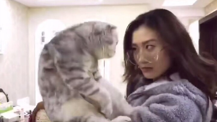There is a cat disease