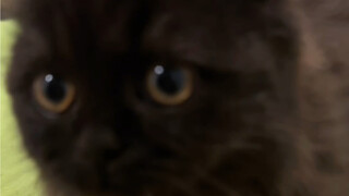 Cat: Do as I say!