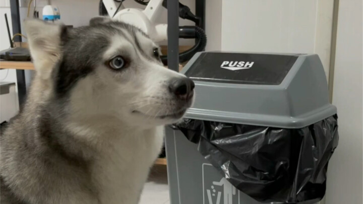Những ngôi nhà mà chó Husky phá hỏng thì算 gì, đáng mà!