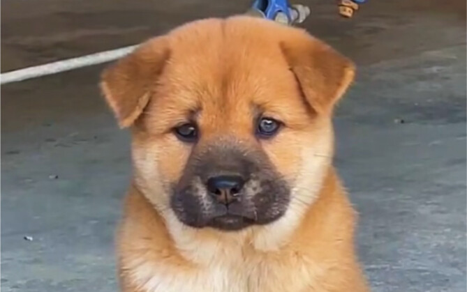 Some dogs never have a toy in their entire lives.