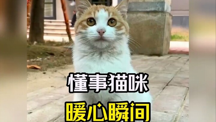 A sensible and heartwarming little cat—though the world may be falling apart, the kitty mends it pie