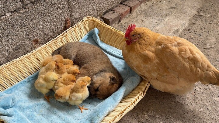 The chicken mom is also at her wits’ end—while the dog is taking care of her chicks!