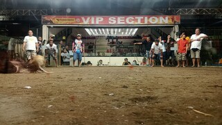 2nd fight holdaper bulik win @ camalig ...     3cock ulotan