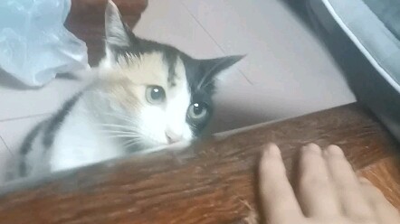 Reaksi kucing tujuh kali lebih cepat daripada manusia.