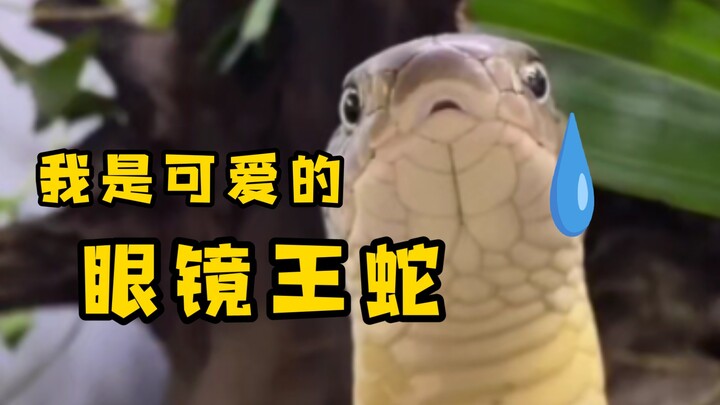 【การสังเกตสัตว์ประจำวัน】สิ่งมีชีวิตที่น่ารักน่าเอ็นดูแบบนี้ แท้จริงแล้วคืองูจงอางเหรอ?! แกล้งงูจงอาง