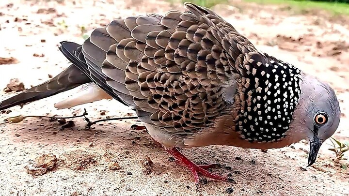 【เจ้าสิงขร135】#sound birds#wild dove#Bẩy Chim Cu Gáy#burk terkukur pikat