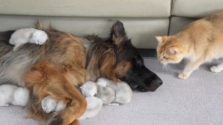 Mẹ mèo hoàn toàn yên tâm giao con cho chó Đức đấy!