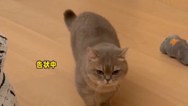 แม่ฉันเลี้ยงหมาไม่เป็นเลย