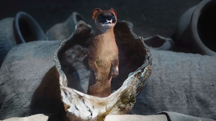 Jangan sekali-kali berurusan dengan musang, kalau tidak, akibatnya akan jauh lebih mengerikan daripa