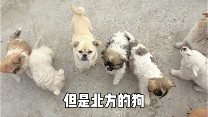 I think I’ve stumbled upon a bunch of Northeastern “little potatoes” haha!