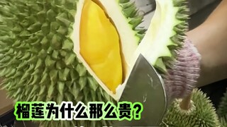 Kenapa durian begitu mahal? Akhirnya aku menemukan alasannya.