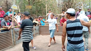 nakachamba si talisay