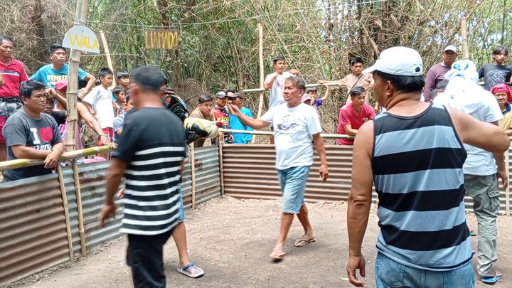 nakachamba si talisay