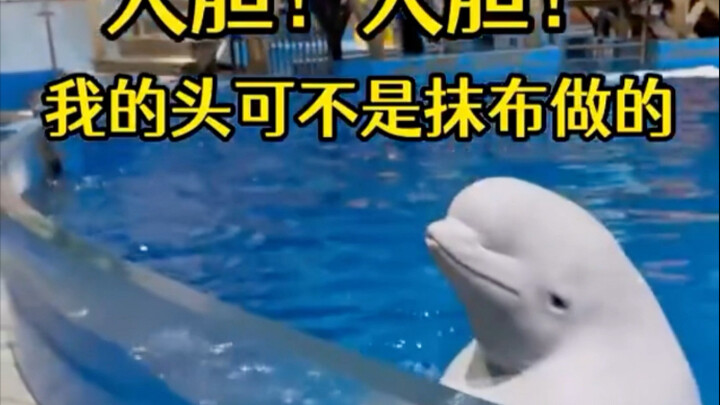 Paus Putih Meledak di Live: Berani banget! Kepalaku kamu berani dibersihkan pakai kain lap 🤣