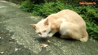 Kucing Orange Liar Ini Malah Ngejek Susah Untuk Di Takhkukan