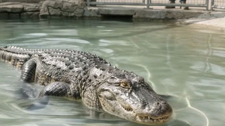 crocodile
