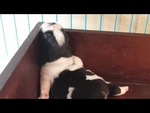 🔴LIVE  BABY FRENCH BULLDOG GEMES BANGET
