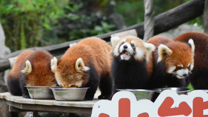 Giờ ăn sáng tại khu nhà gấu trúc nhỏ ở Quảng Châu