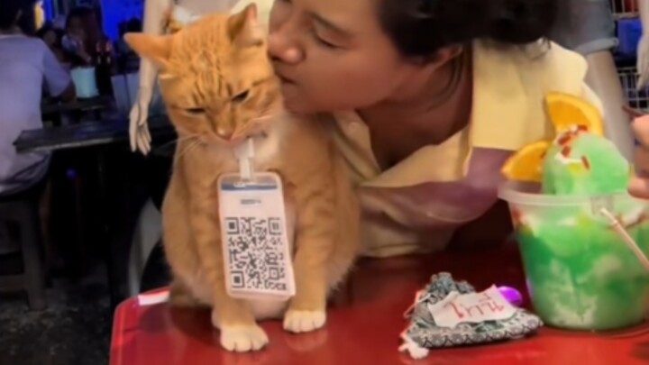 Kucing: "Selamat datang, aku tidak senang melayanimu." Ternyata kucing pekerja juga punya ekspresi t