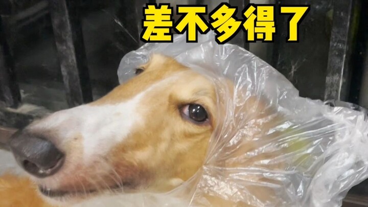 Cô nàng có gì sai chứ? Nó chỉ là một chú cún nhỏ thôi mà...