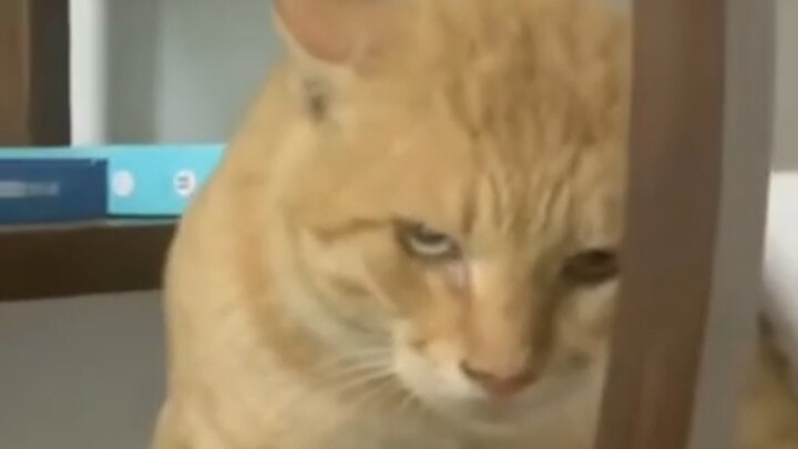 Long tướng tuổi cao vẫn oai phong.