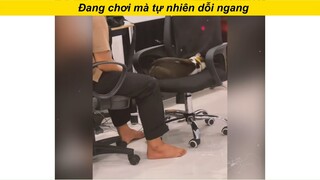 Đang vui tự nhiên dỗi cha #haihuoc #funny