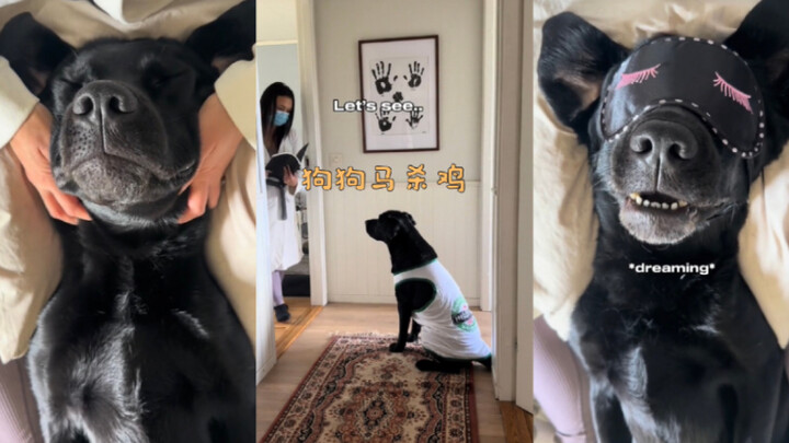 ทำนวดผ่อนคลายให้สุนัขสักครั้ง 💆