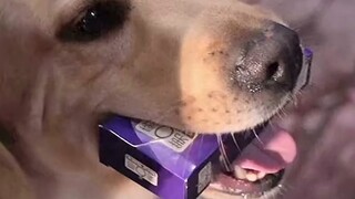 #MovieGoodbyeLi Kele Kele is very sensible, but it seems that he knows a little too much.