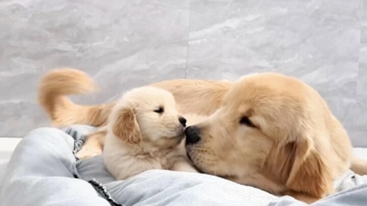 [Cat and Dog Daily Life] The little golden retriever takes over his older brother’s bed and refuses 