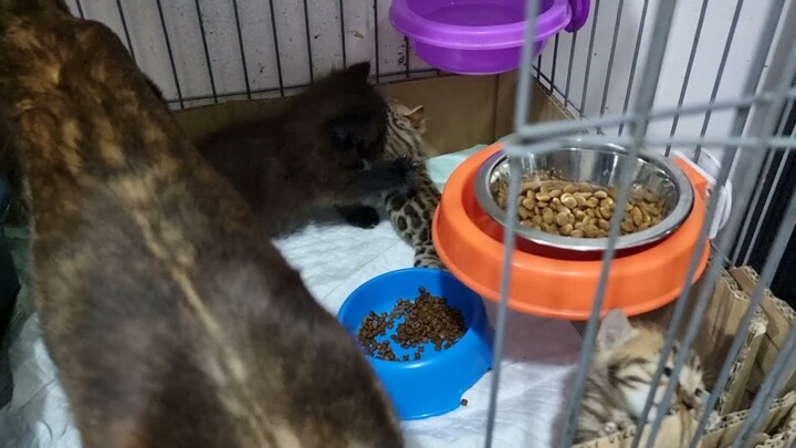 Induk Kucing Bengal Bersama Anaknya