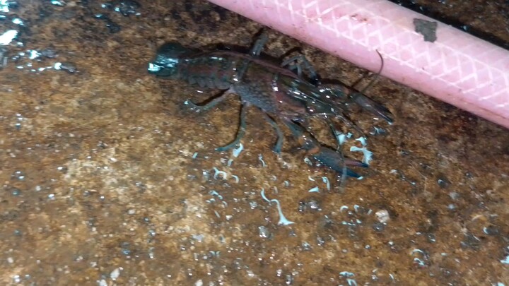 baby crayfish