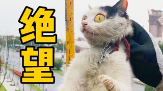 绝望！挂树4天的它居然又患猫瘟，还怀孕20天！