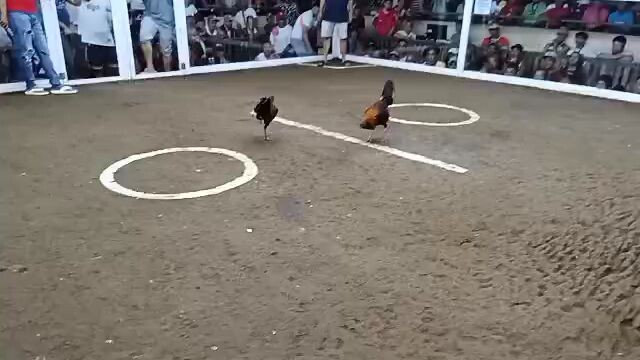 adobo lines