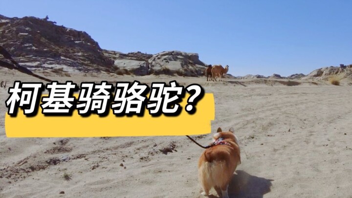 Membawa anjing ke padang pasir, begitu melihat unta, si Corgi malah ingin menungganginya?
