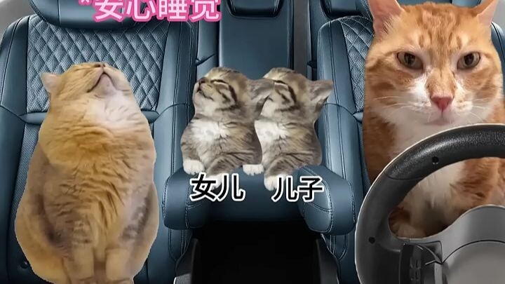 Ayah mengemudi vs Ibu mengemudi