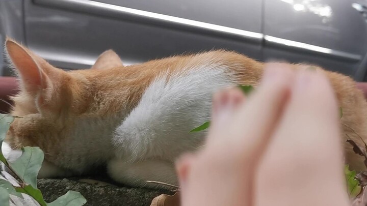 Mèo hoang ngủ say bên đường, vậy mà bị lén sờ! Khi tỉnh dậy, mọi người cười nghiêng ngả