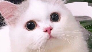 As expected, my cat traded its IQ for looks.