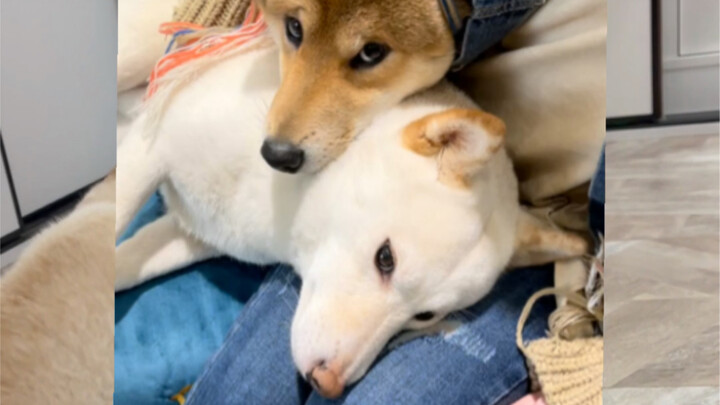 Mom's Big Baby (Mommy's Boy)