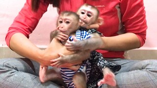 Dress up for Mino and Coconut monkey