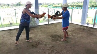 San Jose gamefarm "spar" 2025