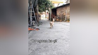 Gọi là chạy lon ton về. Cả nhà có yêu Bơ ko nào? cunyeucuadua yeucho yeuchomeo cún cúncon chó chómèo chócon chókhôn yeuchomeo chócute pet