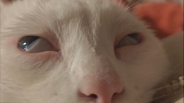 Cats have A-hei faces too