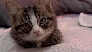 原来是个文静的男孩子