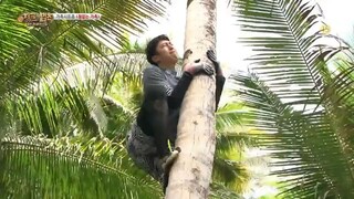 law of the jungle(kota manado)  ep 248 sub indo