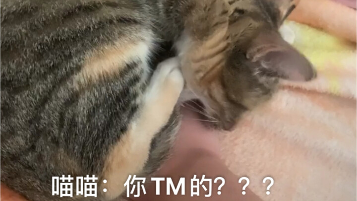 把冷手伸进猫肚子里面会怎样？